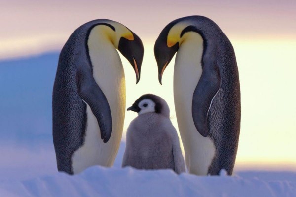企鵝(penguin) - 好有愛啊！