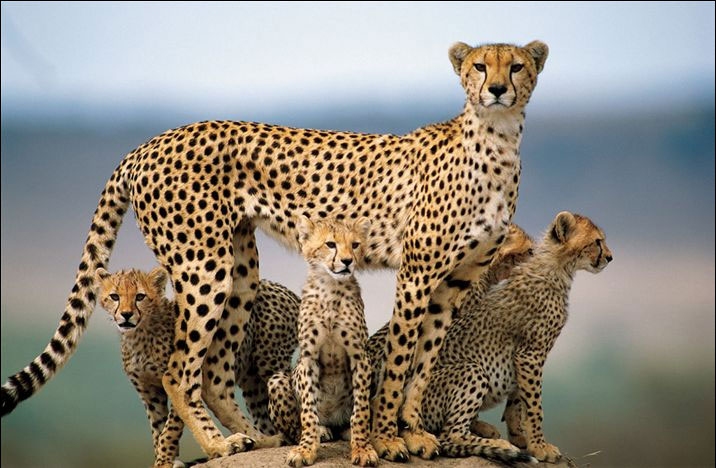 Cheetahs 豹...