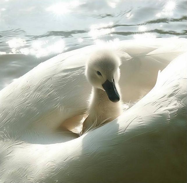 Cute Duck 可愛的小鴨子