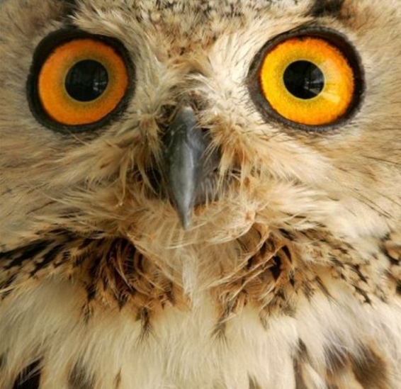 Owl 貓頭鷹